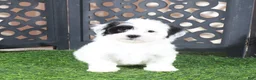 Teddy Bear dogs for sale: Anamarie Gorgeous Female Teddy Bear Puppy - Ad 1