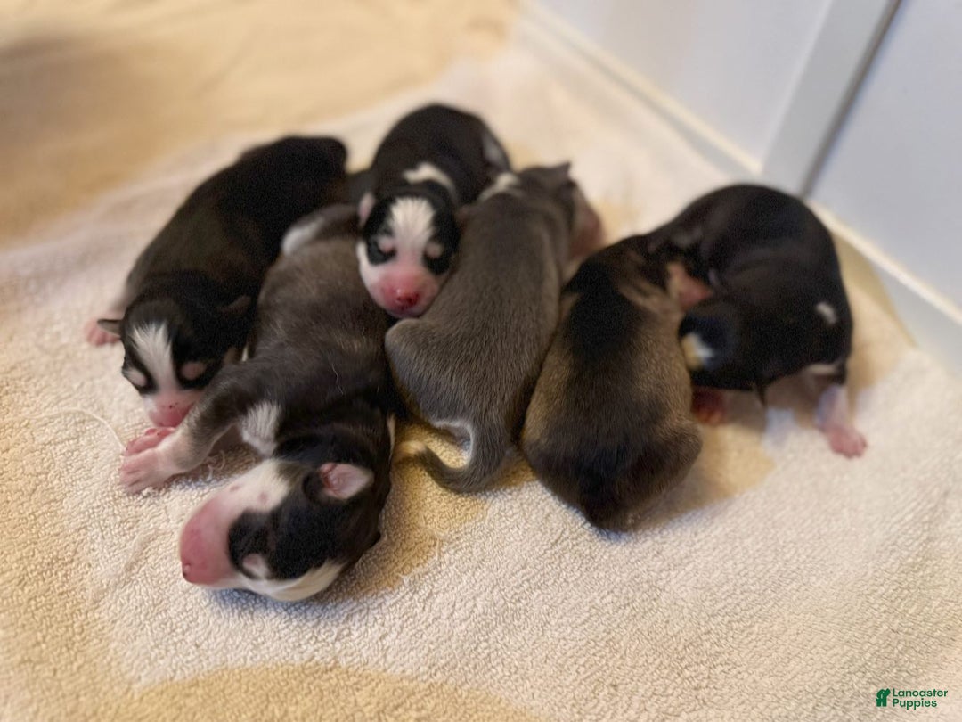 Pomsky dogs for sale: Zephyr - Ad 16