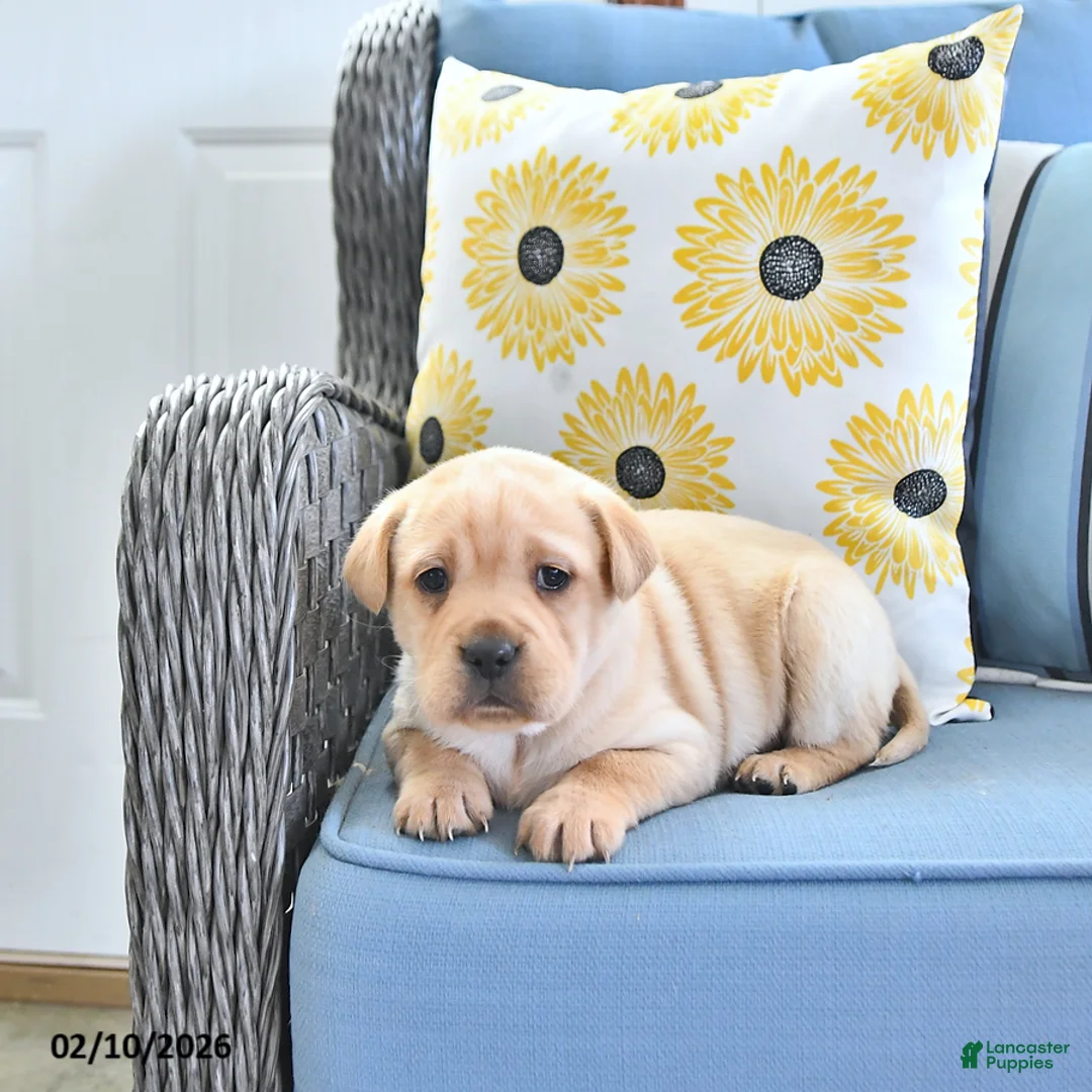 Mini Hippo dogs for sale: Trixie - Ad 2