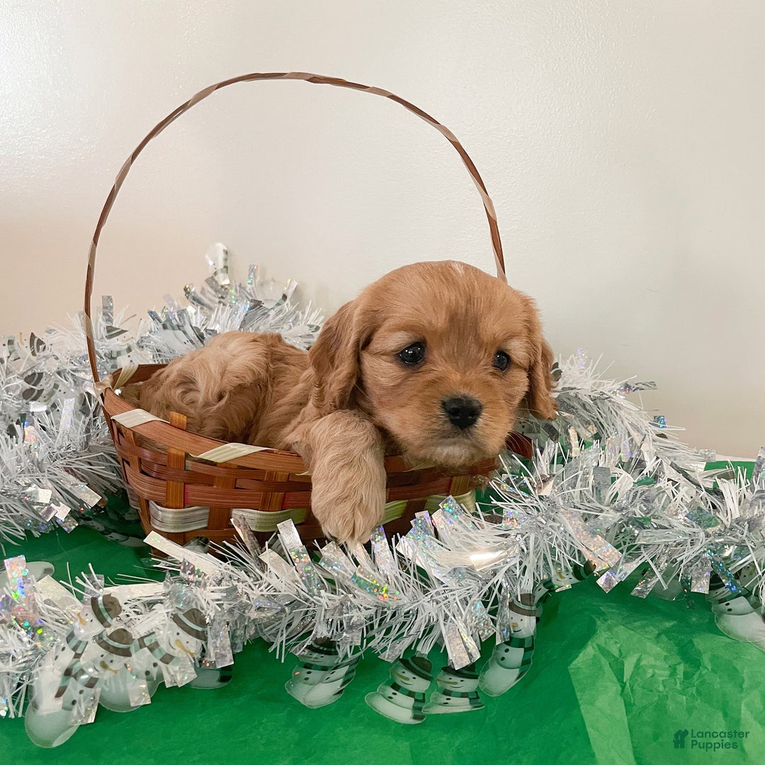 Cavapoo dogs for sale: Cupcake - Ad 4