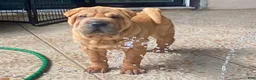 Shar Pei dogs for sale: Love - Ad 4