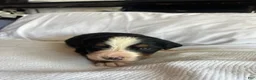 Bernese Mountain Dog dogs for sale: Light Pink Female  - Ad 2