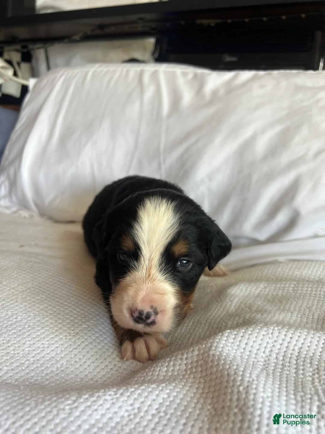 Bernese Mountain Dog dogs for sale: Light Pink Female  - Ad 2