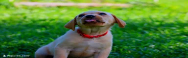 Yogi