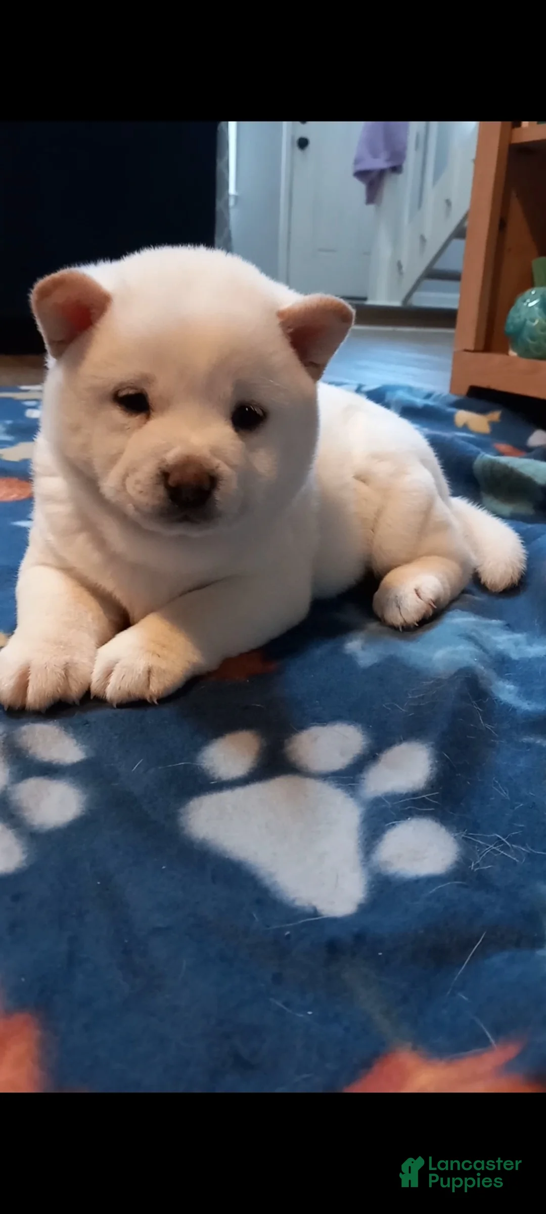Shiba Inu dogs for sale: Luna Shiba Inu - Ad 1