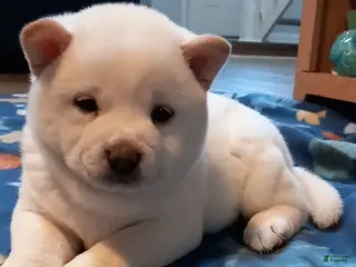 Shiba Inu dogs Luna Shiba Inu - Ad 27