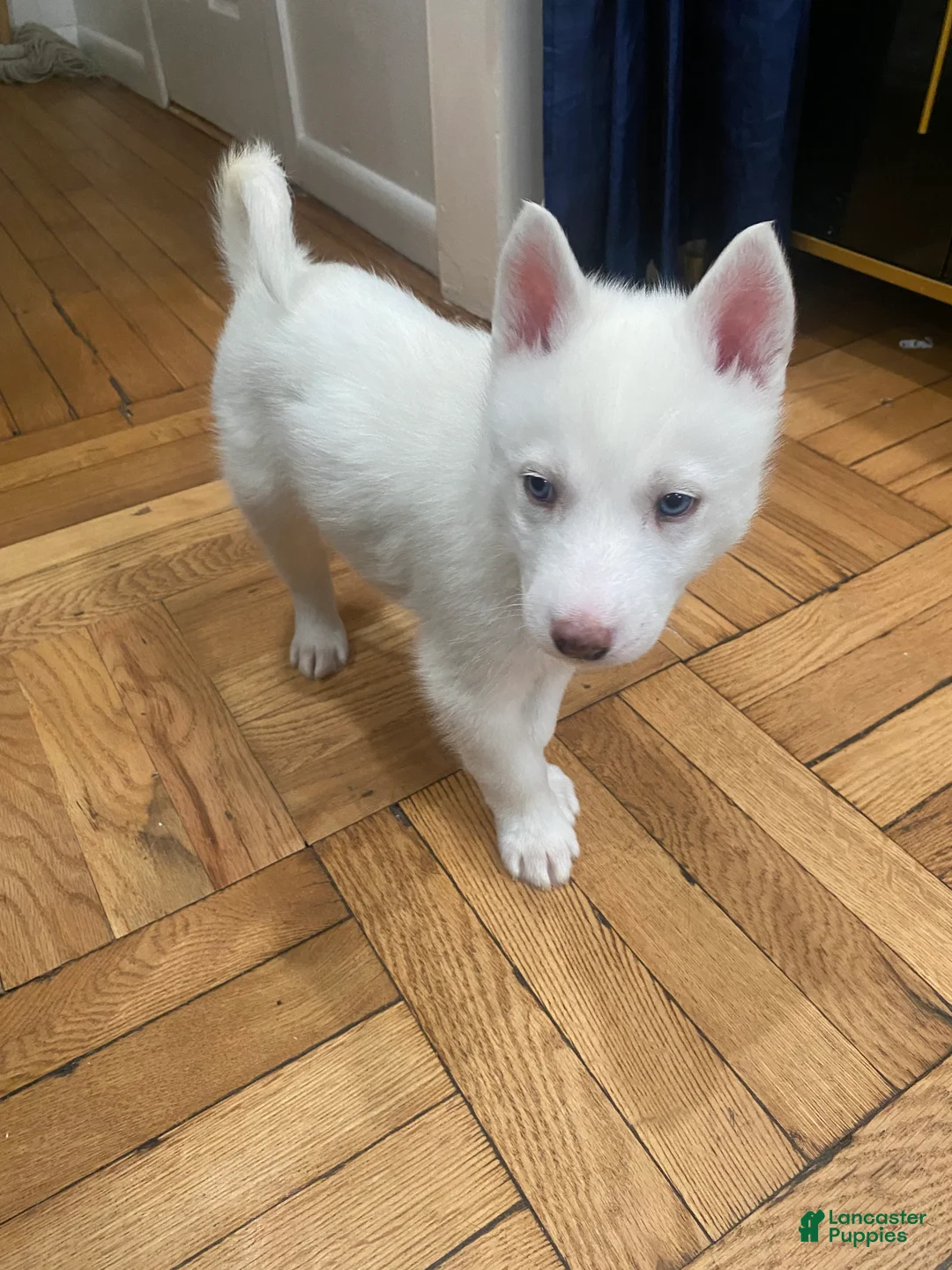 Siberian Husky dogs for sale: Jay - Ad 1