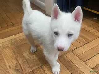 Siberian Husky dogs Jay - Ad 4