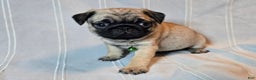 Pug dogs for sale: Francine - Ad 3