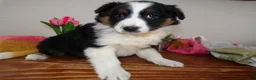 Mini Aussiedoodle dogs for sale: Mini Aussiedoodle Puppy 3 Winnie - Ad 2