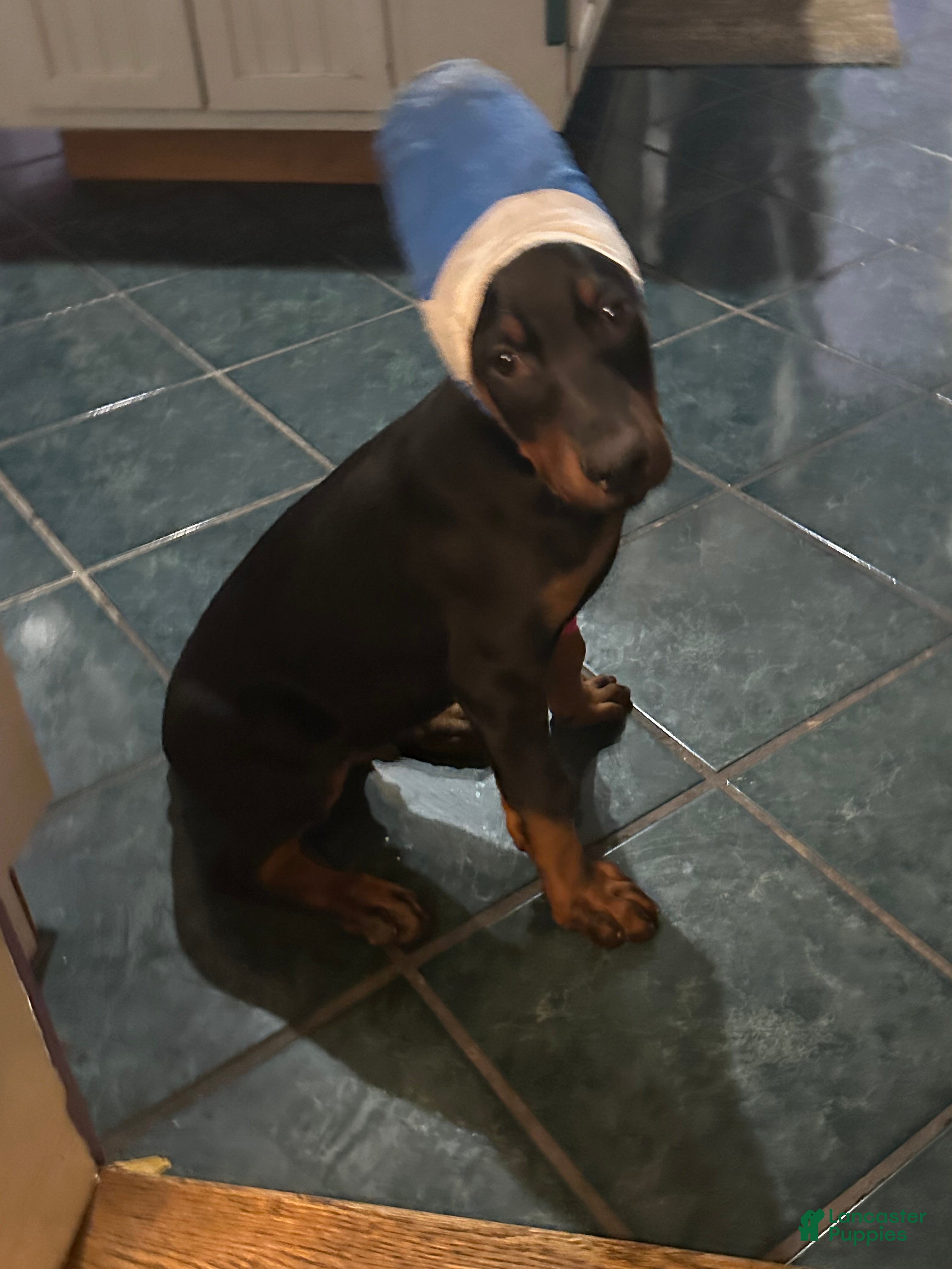 Doberman Pinscher dogs Akc Doberman Pinscher Black & Tan Valentine - Ad 20