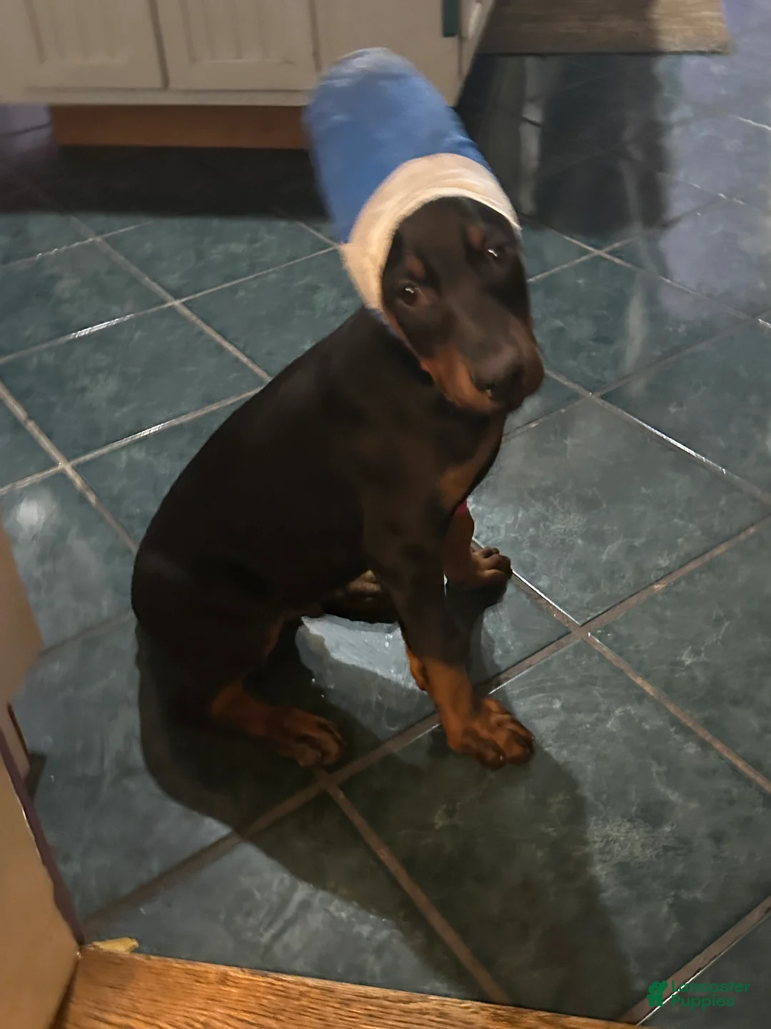 Doberman Pinscher dogs for sale: Mr. All love to give - Ad 4
