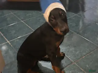 Doberman Pinscher dogs Akc Doberman Pinscher Black & Tan Valentine - Ad 20
