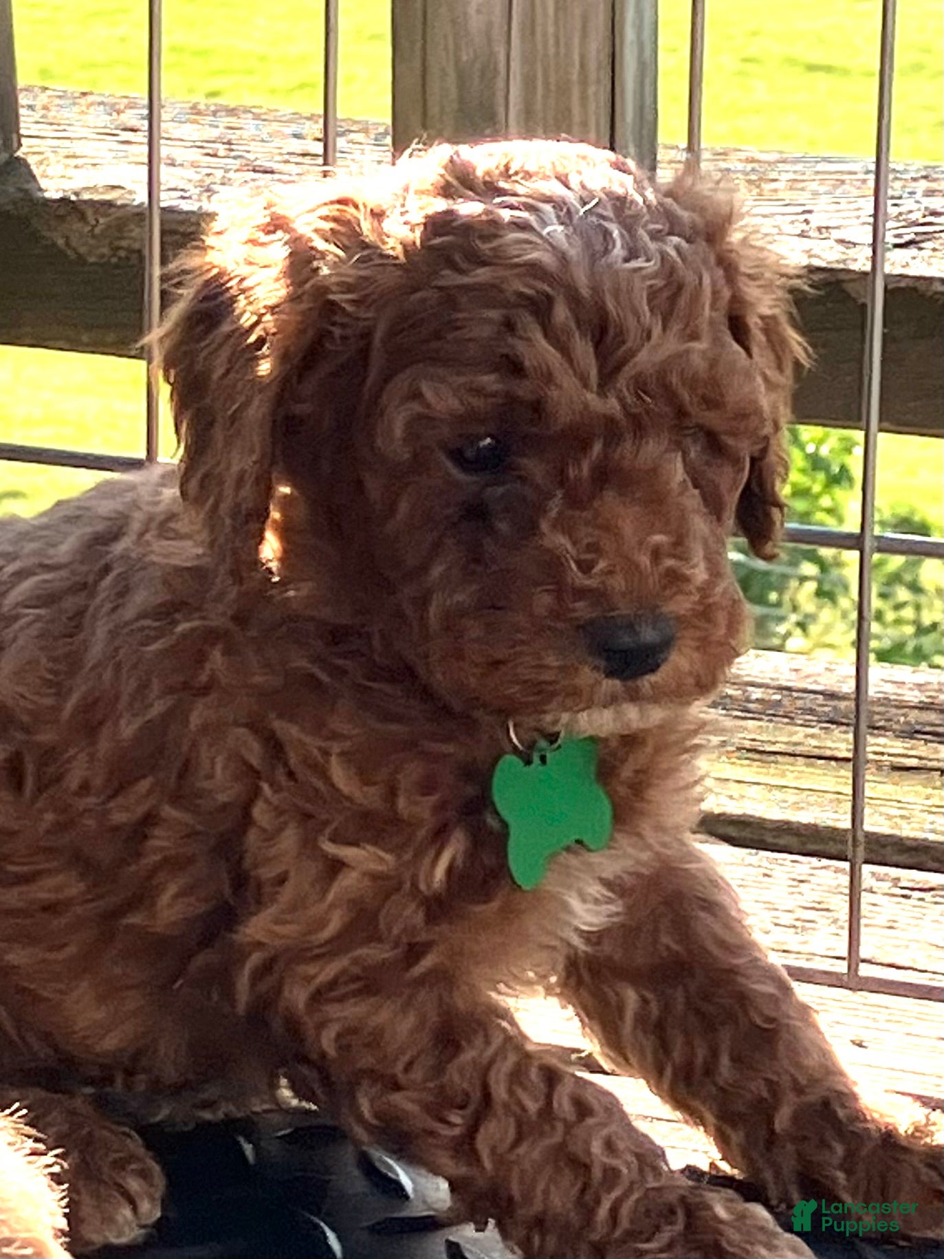 Miniature Poodle dogs Brelle - Ad 10