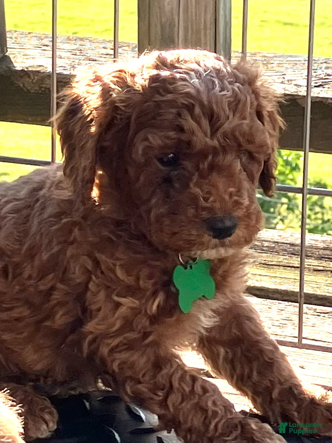 Miniature Poodle dogs for sale: Brelle - Ad 1