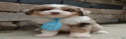 Mini Aussiedoodle dogs for sale: Mini Asher - Ad 8