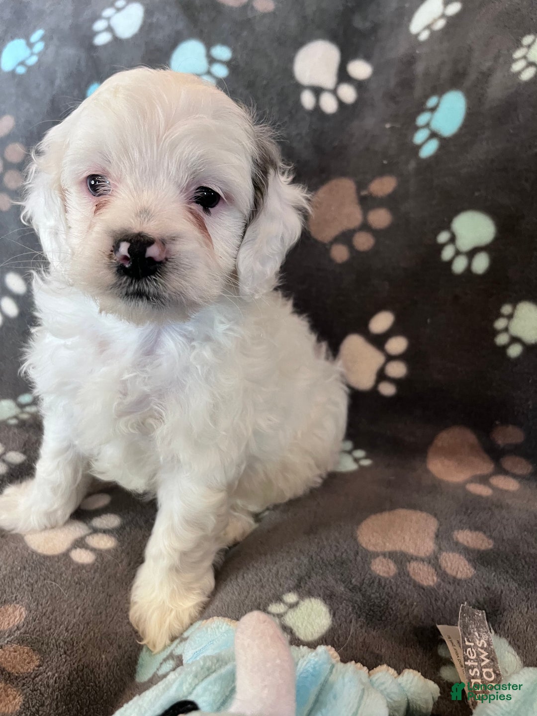 Cockapoo dogs for sale: Cockapoo Puppy 2 - Ad 9