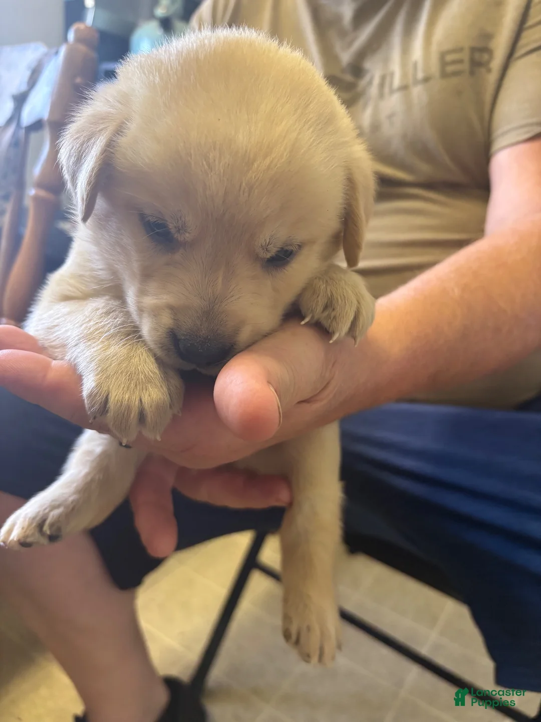 Goberian dogs for sale: Goberian 7 - Ad 1