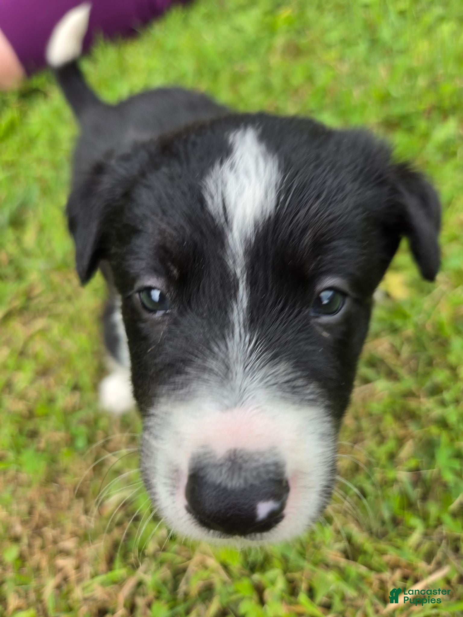 Border Collie dogs Border Collie 3 - Ad 1