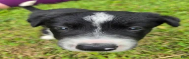 Border Collie 3
