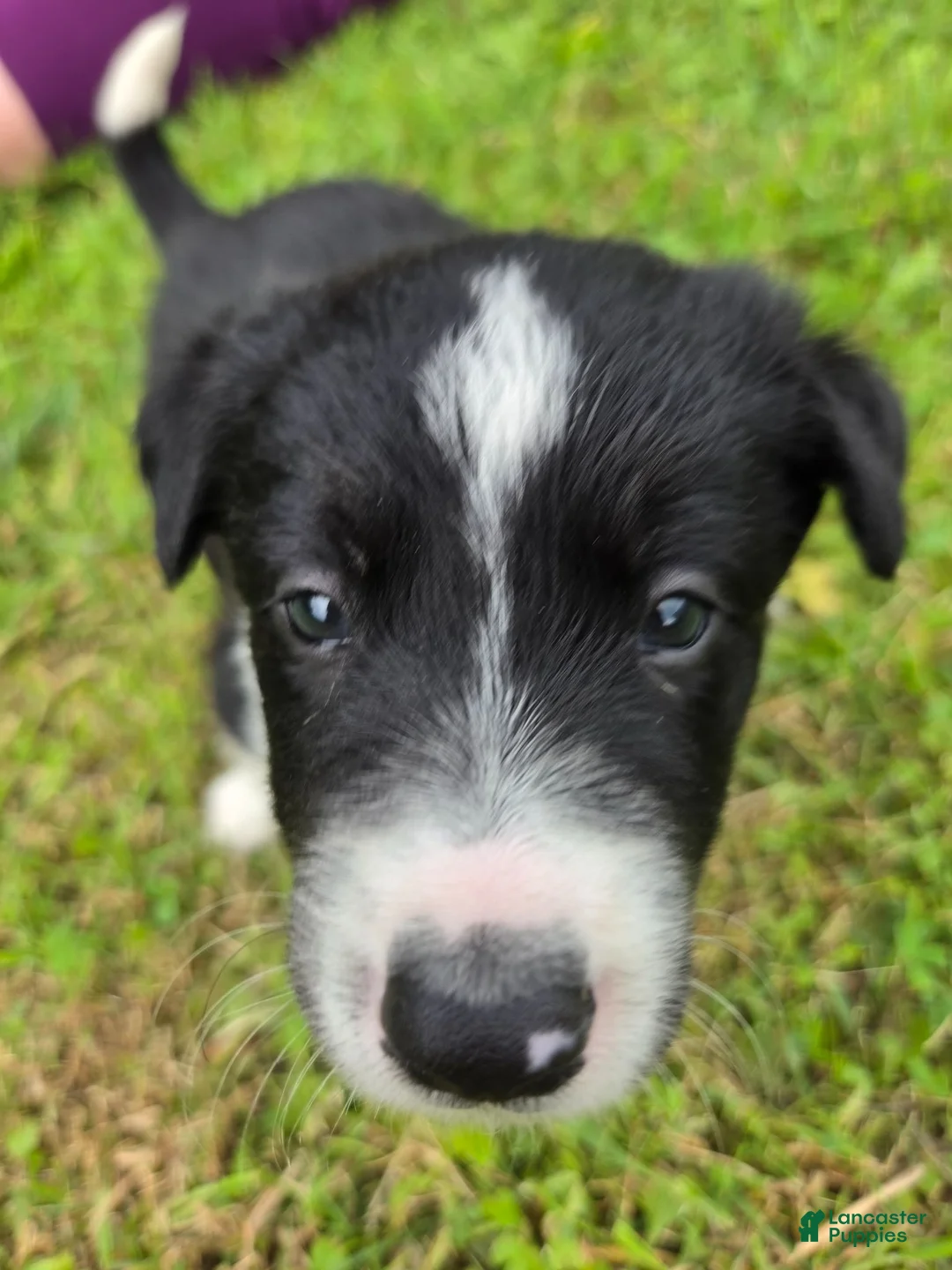 Border Collie dogs for sale: Border Collie 3 - Ad 1
