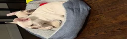 French Bulldog dogs for sale: French Bulldog 1 - Ad 16