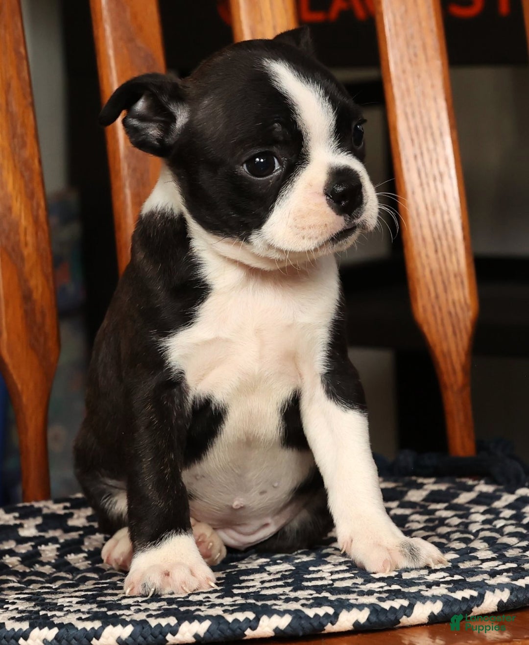 Boston Terrier dogs for sale: Addie - Ad 8