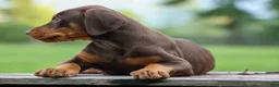 Doberman Pinscher dogs for sale:  Griffin 🐶 - Ad 9