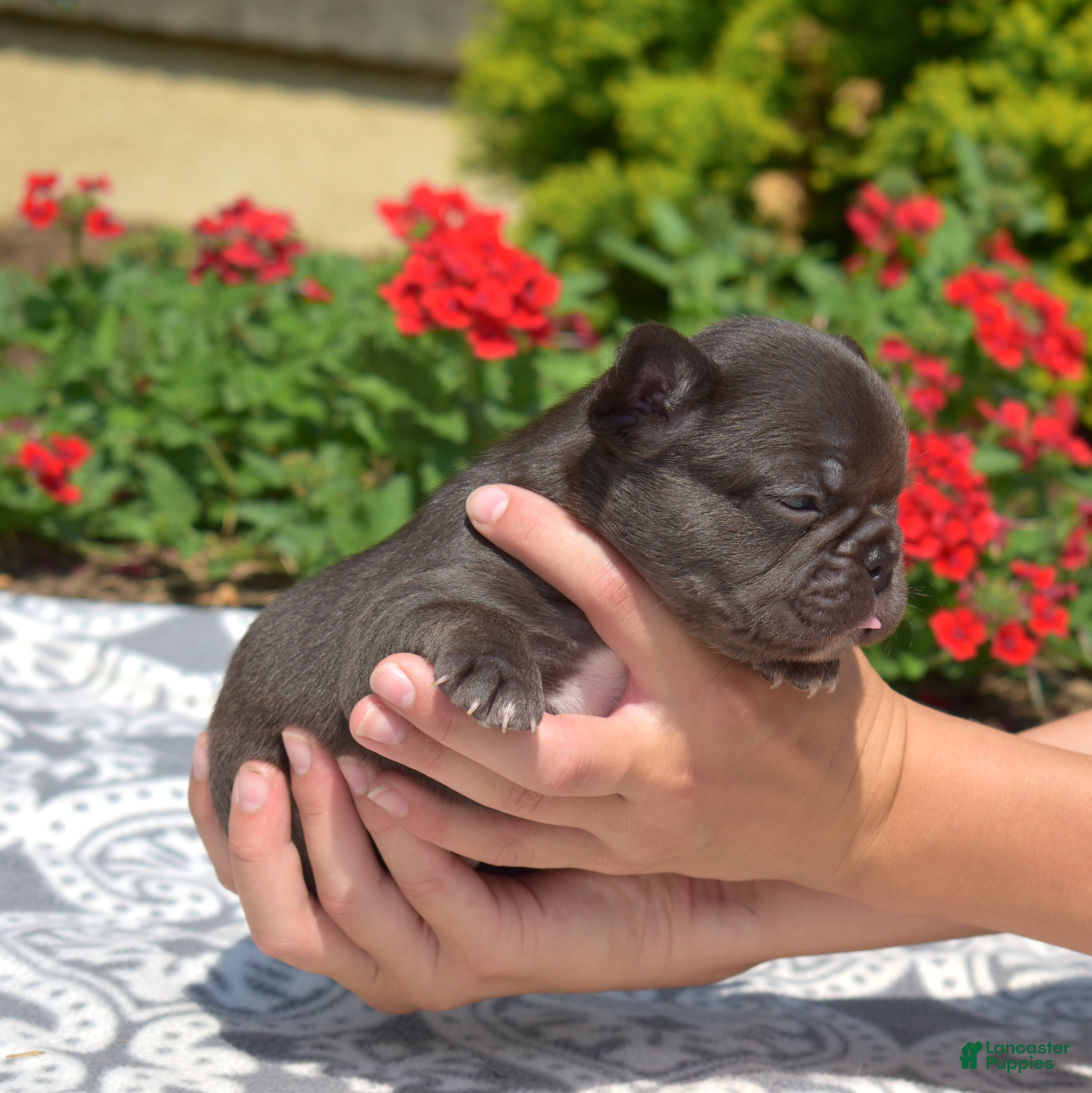 French Bulldog dogs Brie - Ad 2