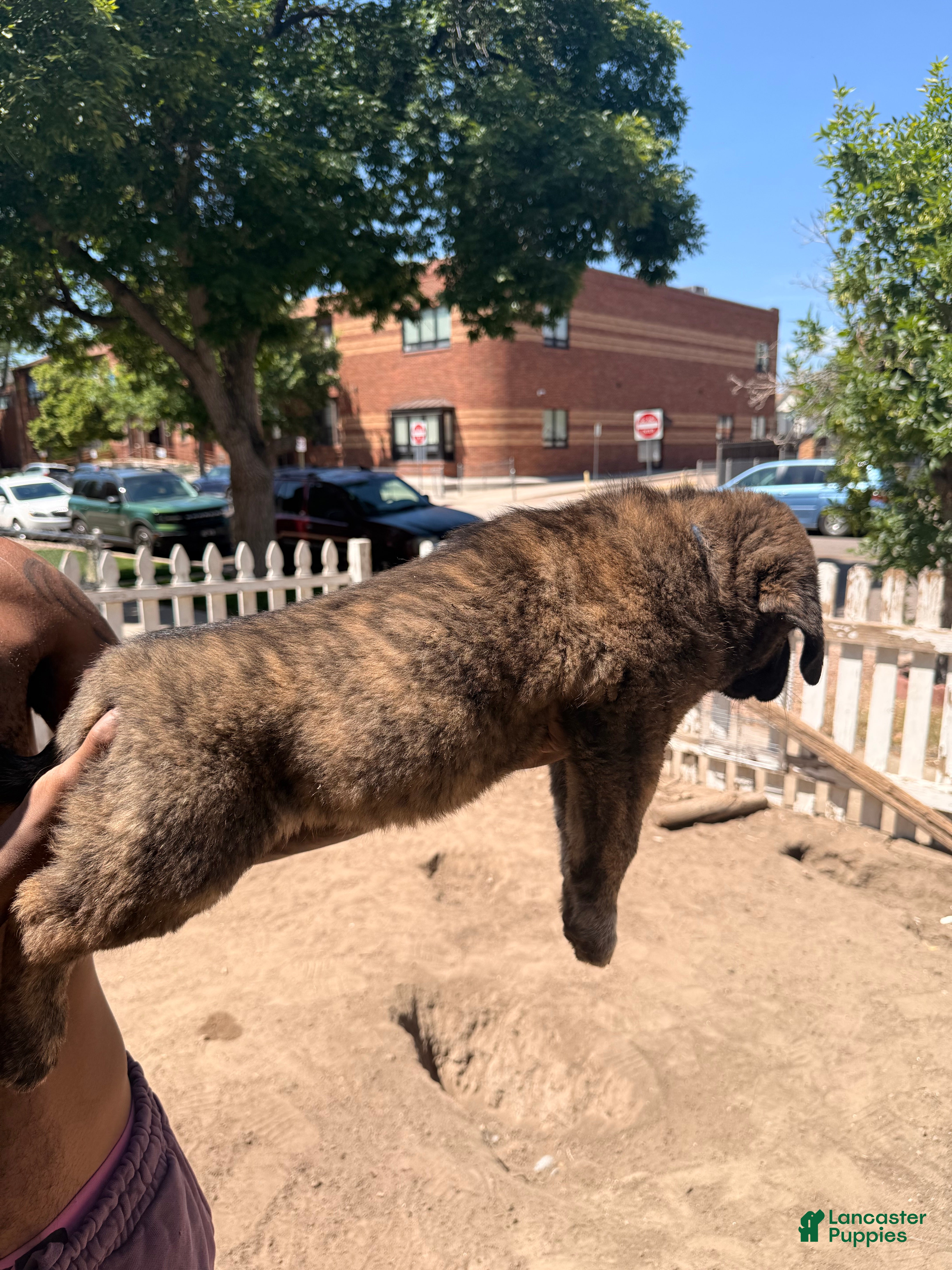 Mixed Breed dogs Fatman - Ad 2