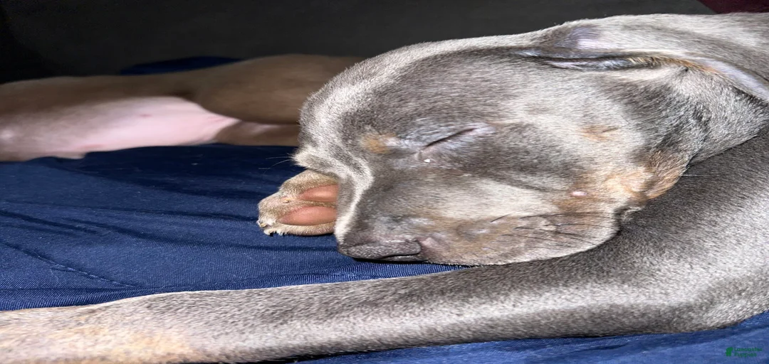 Gallery Image {{count}}