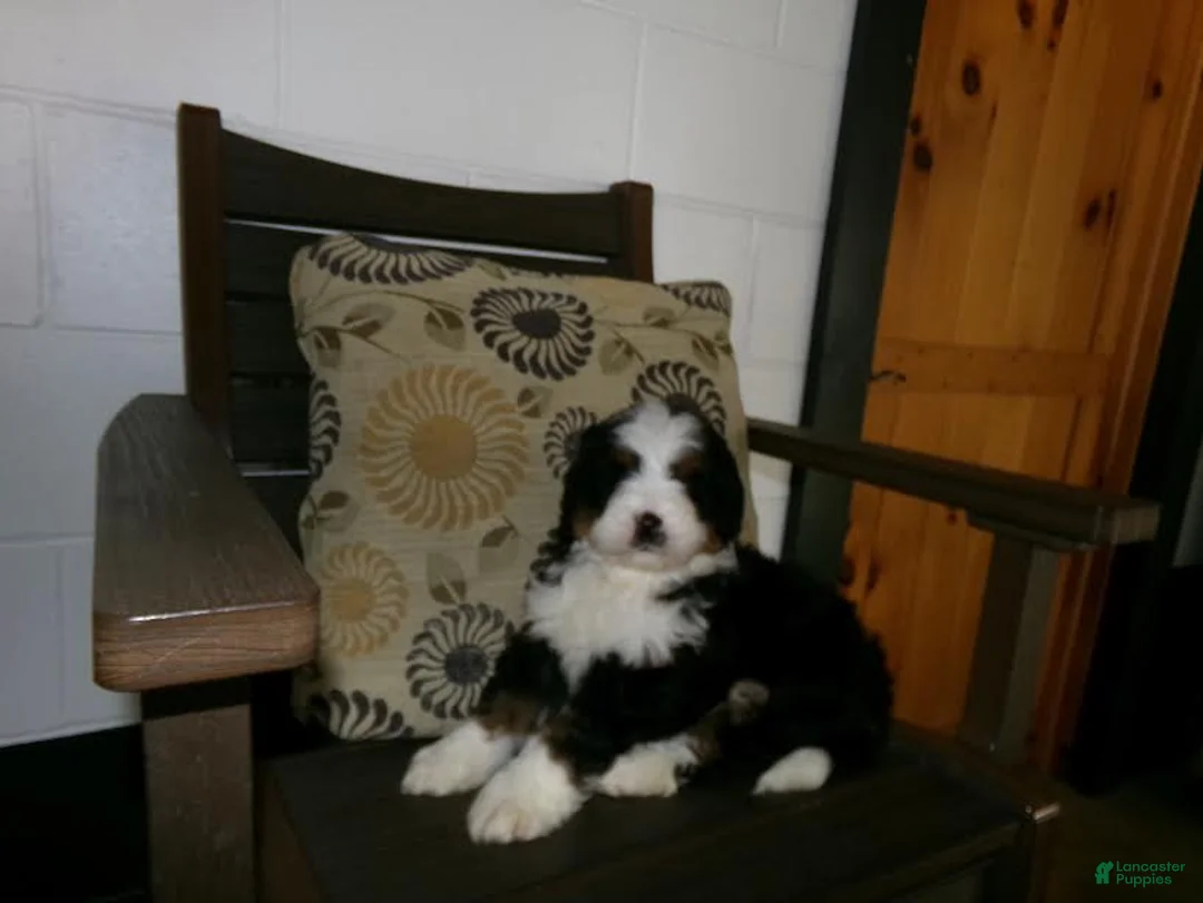 Mini Bernedoodle dogs for sale: Austin - Ad 7