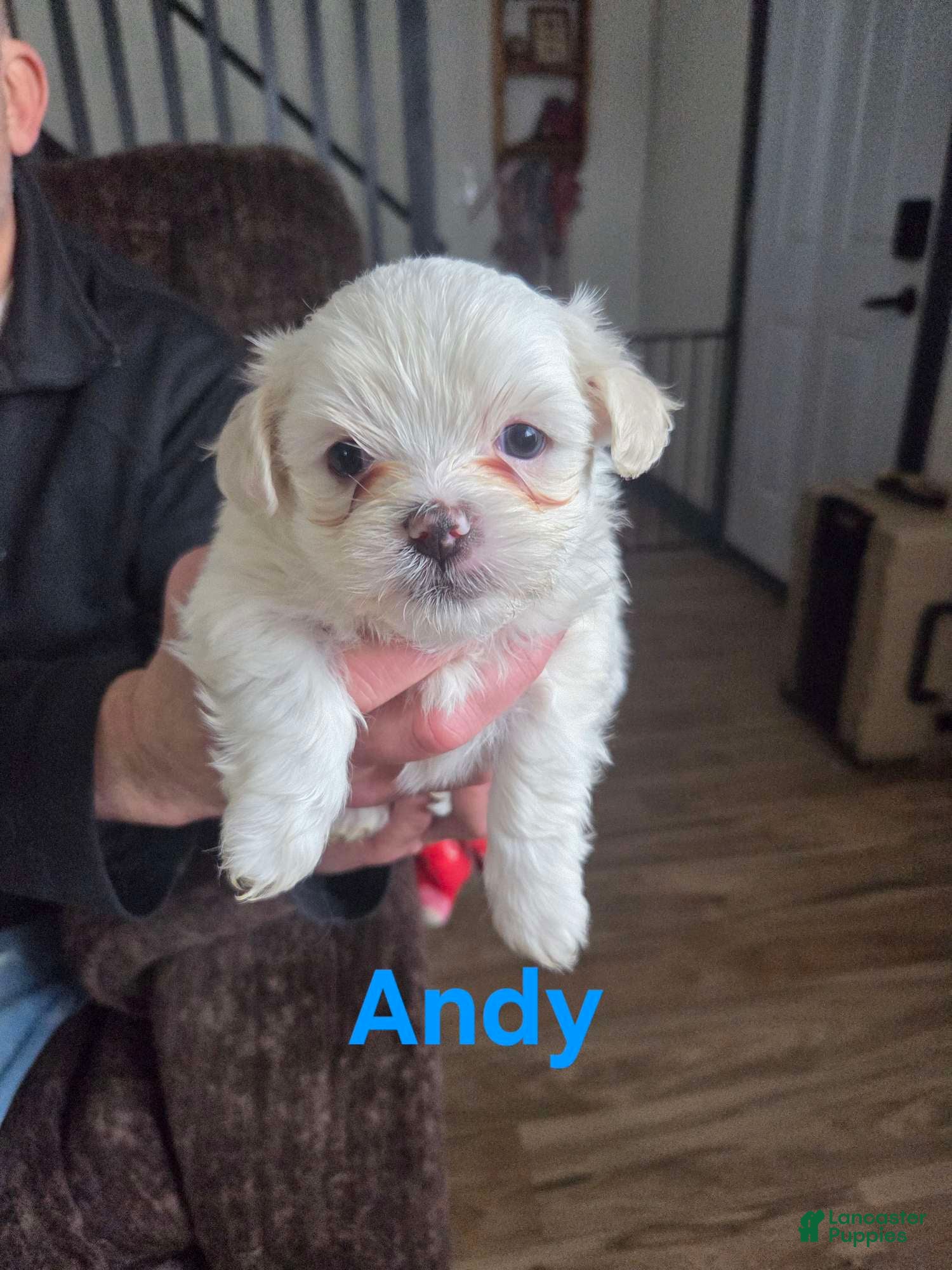 Malshi dogs Andy - Ad 9