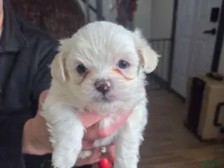 Malshi dogs Andy - Ad 9