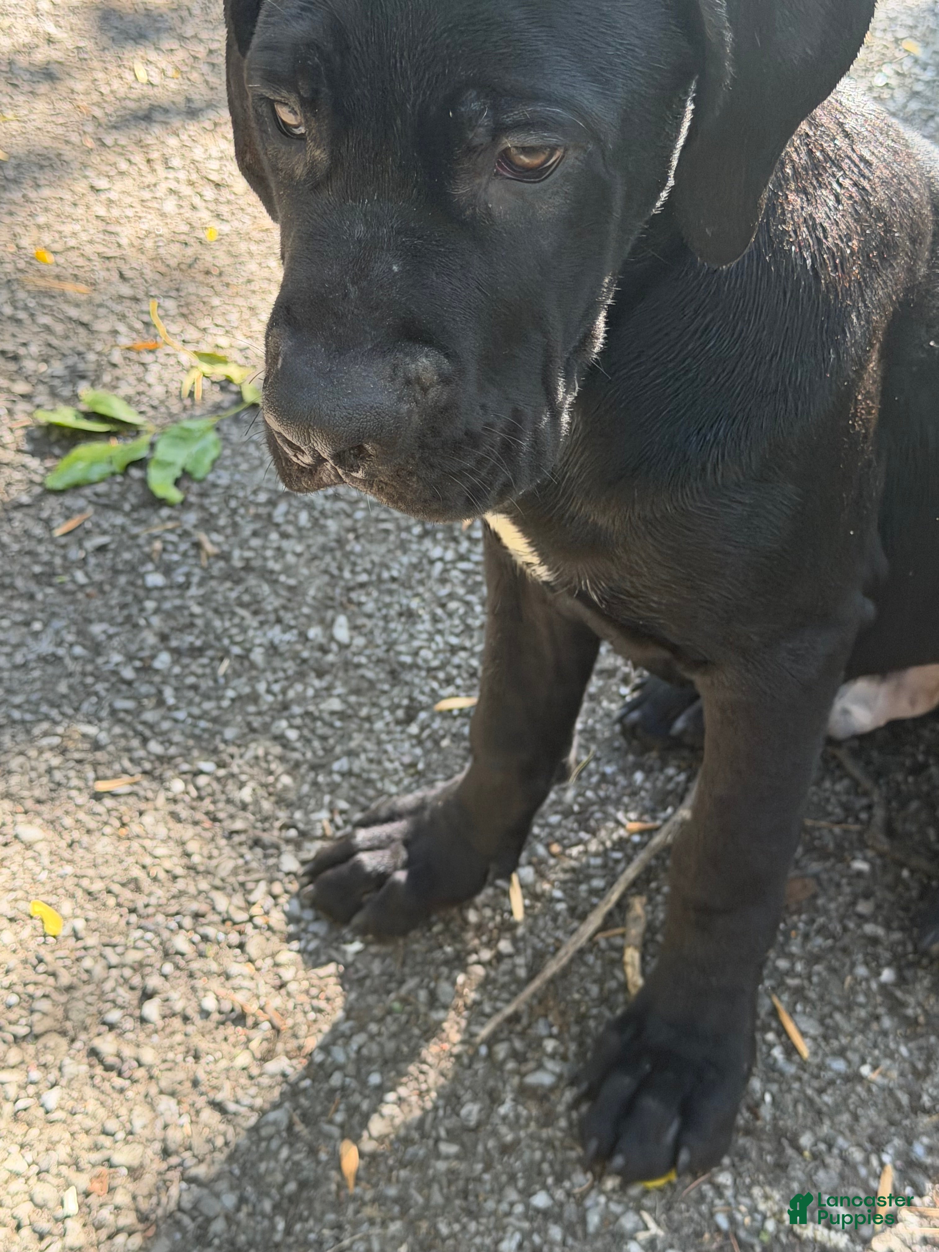 Cane Corso dogs Cane Corso 1 - Ad 2