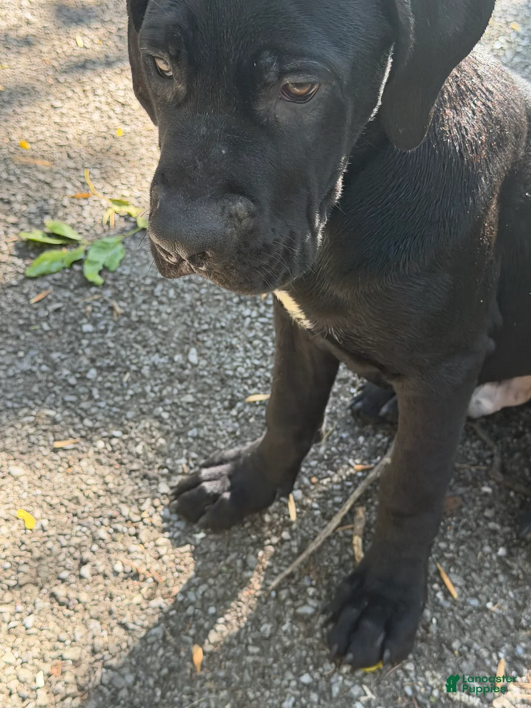 Cane Corso dogs for sale: Cane Corso 1 - Ad 2