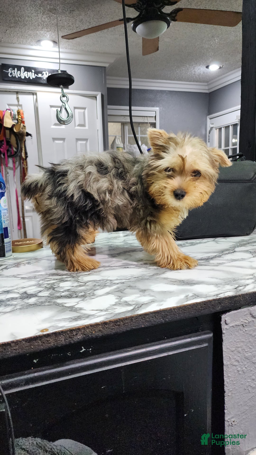 Yorkshire Terrier dogs for sale: Yorkshire Terrier Puppy 1 - Ad 7