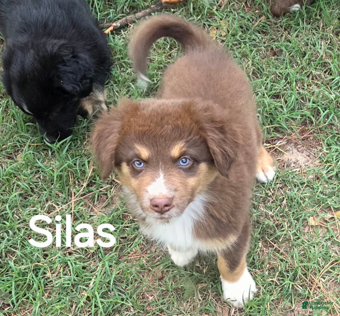 Australian Shepherd dogs for sale: Silas - Ad 1