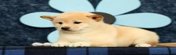 Shiba Inu dogs for sale: Katie - Ad 3
