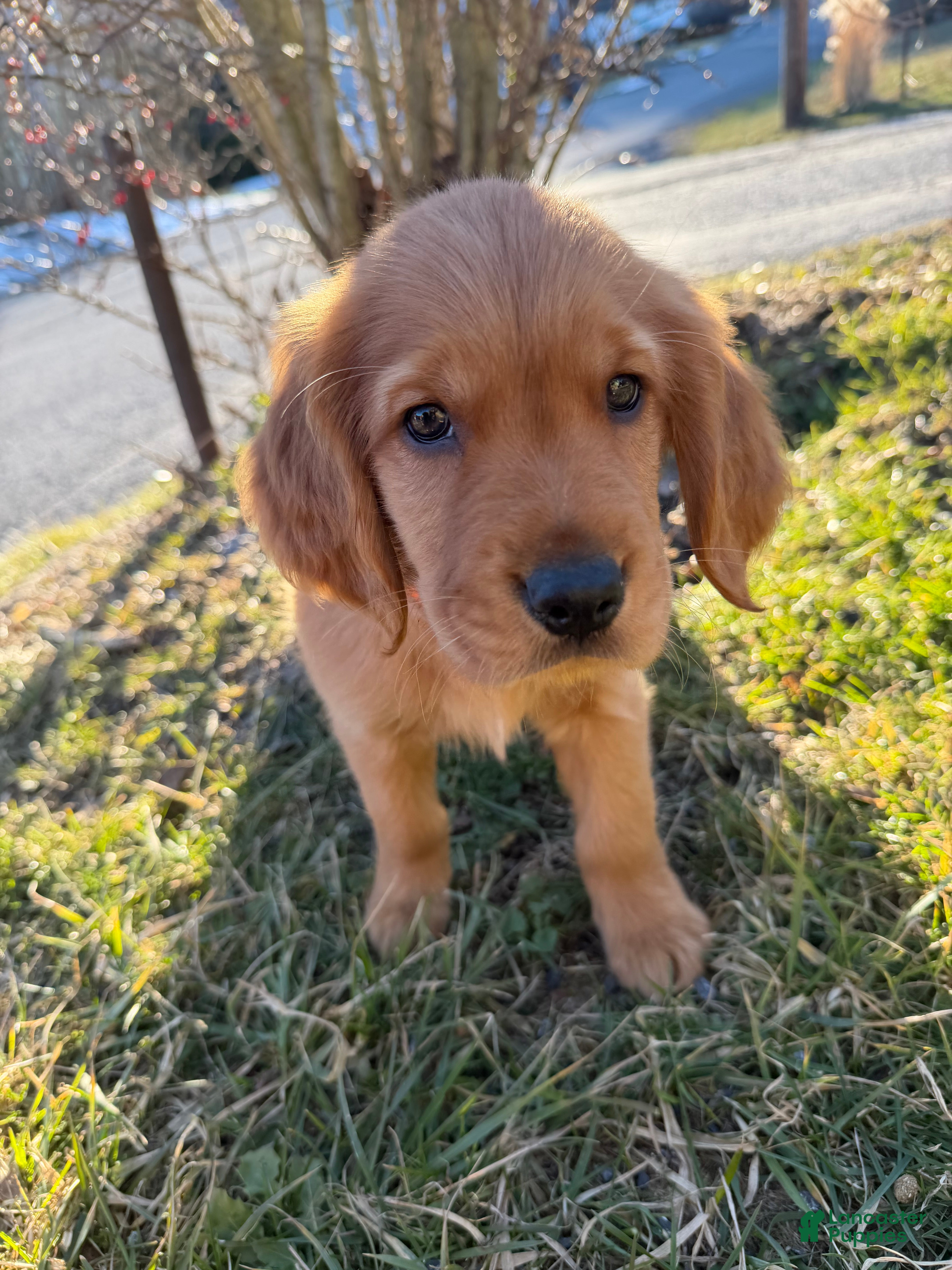 Golden Retriever dogs Clemson-Orange  - Ad 6