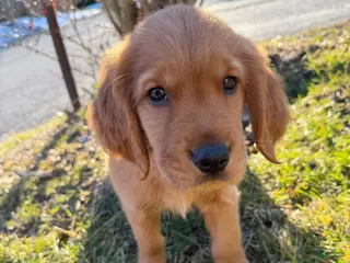 Golden Retriever dogs Clemson-Orange - Ad 6