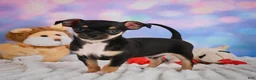 Chihuahua dogs for sale: Charlie - Ad 1