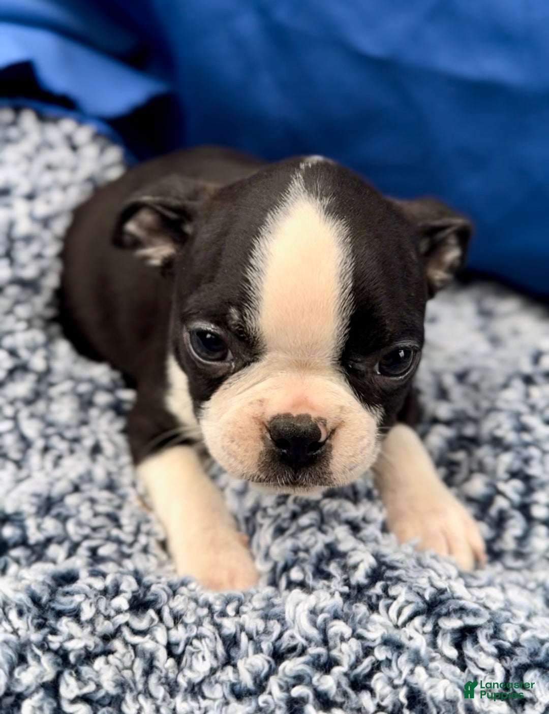 Boston Terrier dogs for sale: Baxter - Ad 4
