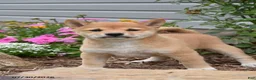Shiba Inu dogs for sale: Jill - Ad 2