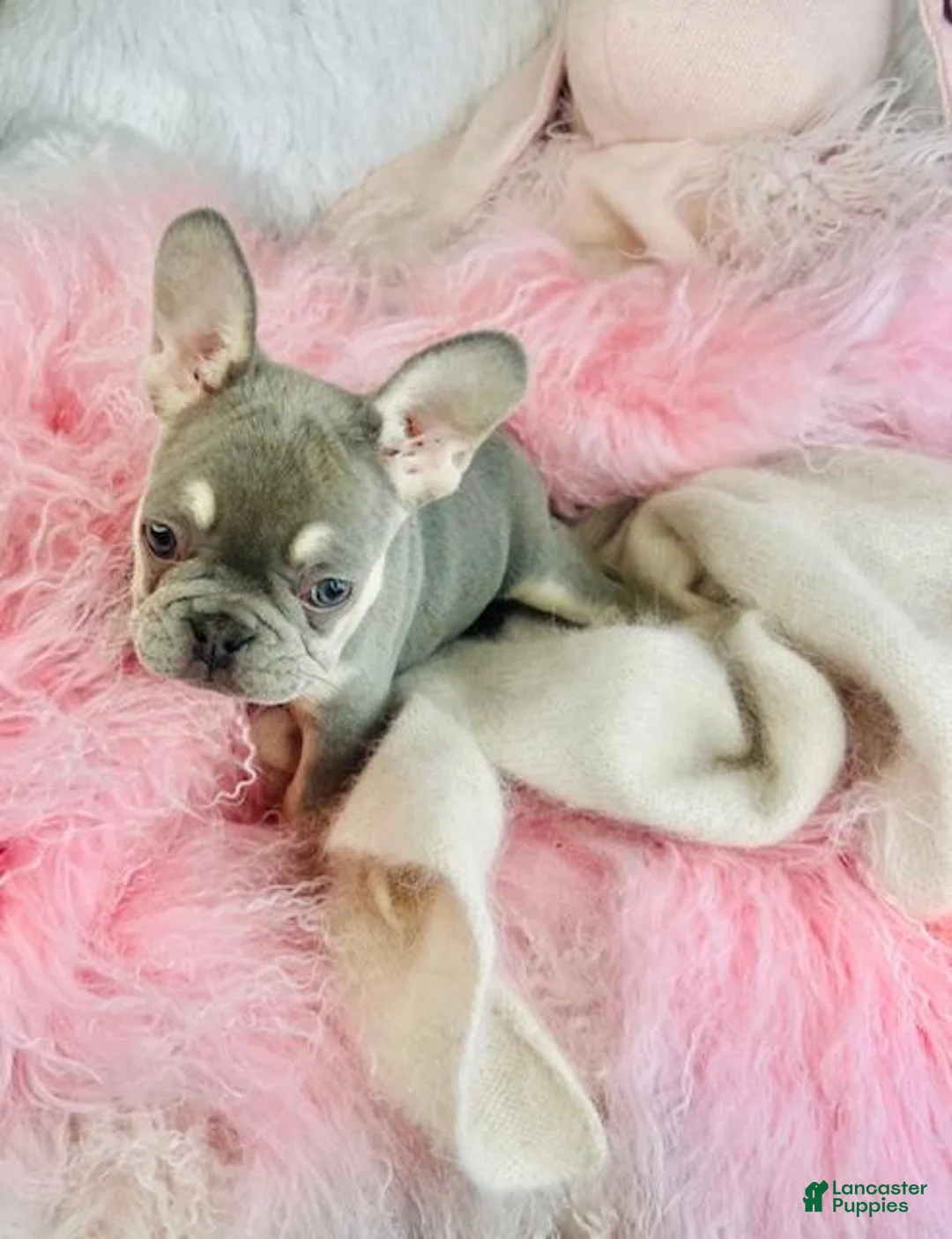 French Bulldog dogs for sale: French Bulldog Puppy 2 - Ad 1