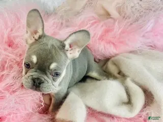 French Bulldog dogs French Bulldog Puppy 2 - Ad 28