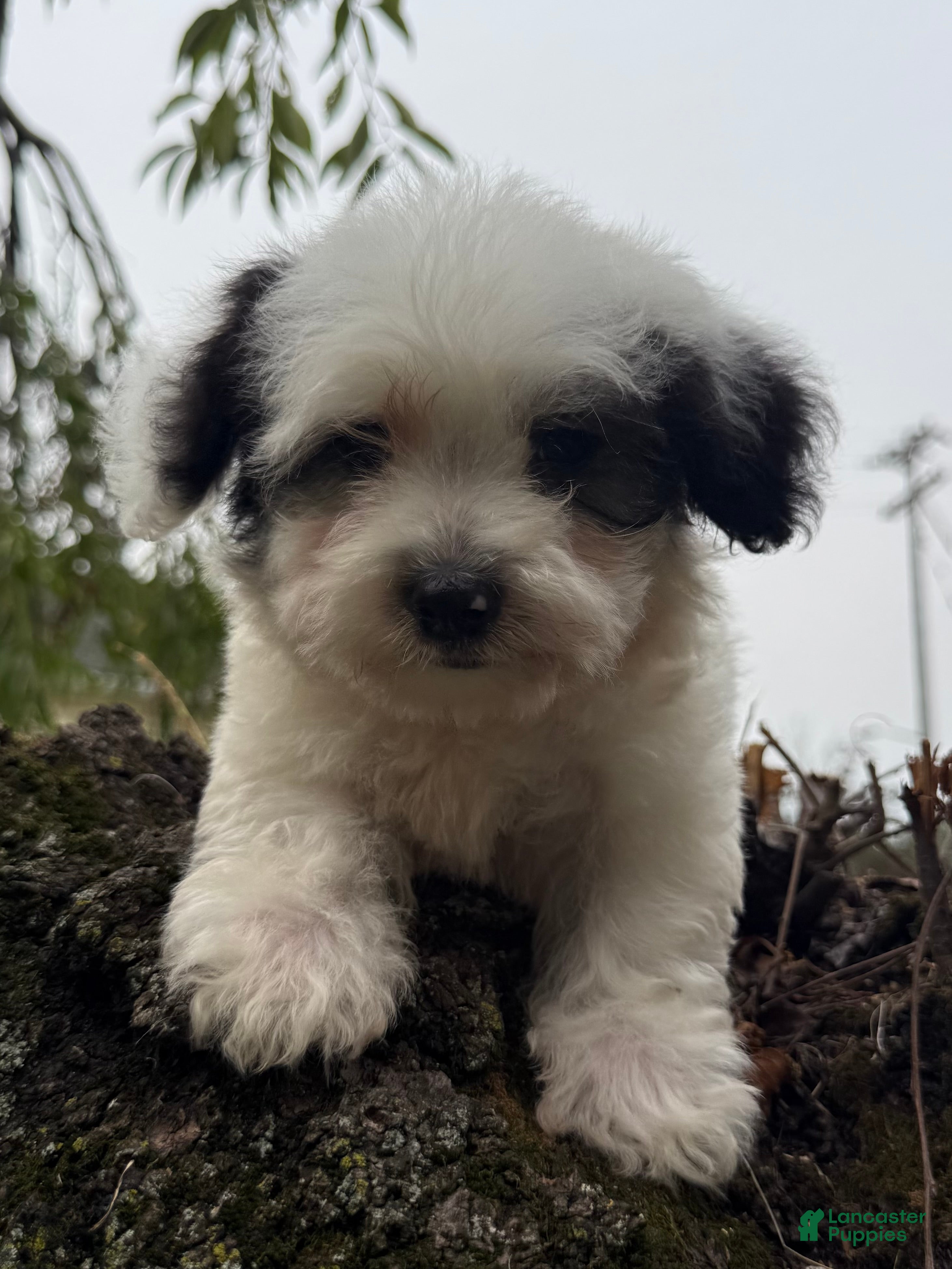 Miniature Poodle dogs Otto - Ad 2