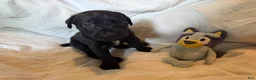 Cane Corso dogs for sale: Dean AKC green collar - Ad 35