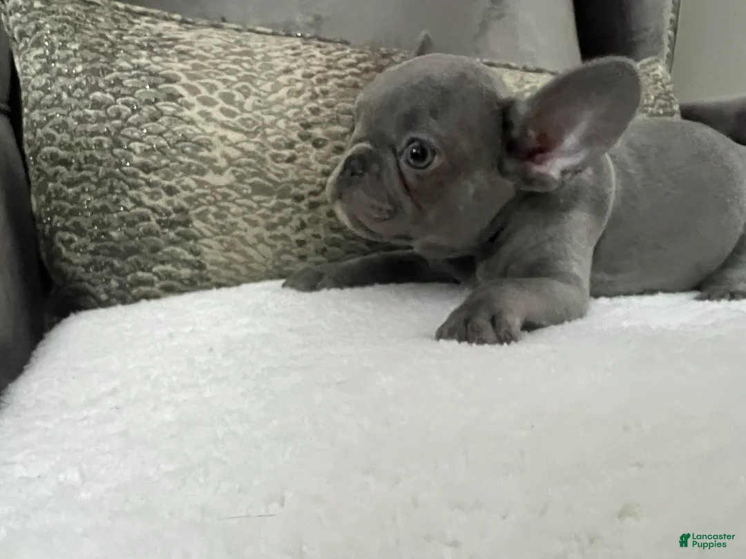 French Bulldog dogs for sale: Maverick  - Ad 4