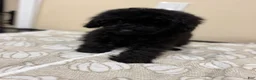 Toy Poodle dogs for sale: Toy Poodle 1 - Ad 2